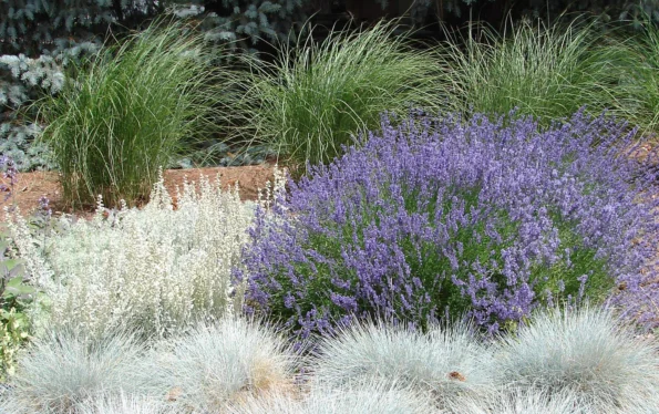 Szarazkert Xeriscaping