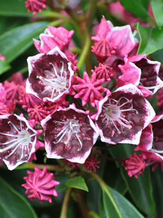 Kalmia latifolia Kaleidoscope Hegyi baberrozsa