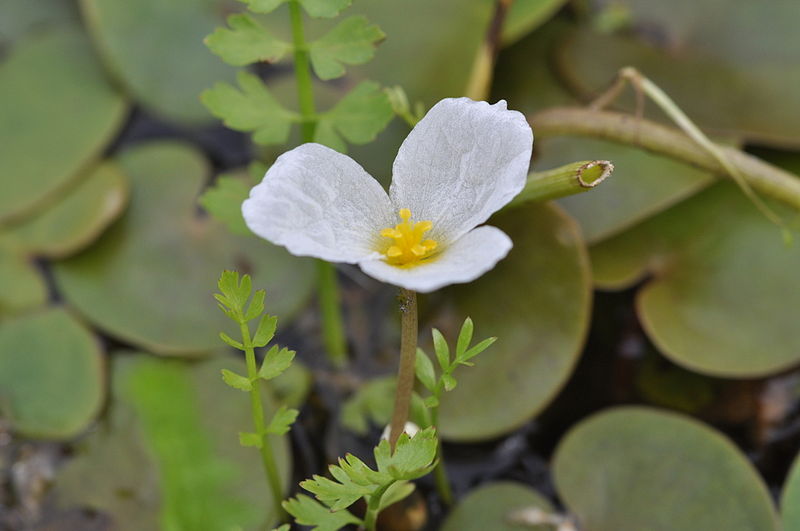 Bekatutaj Hydrocharis morsus ranae