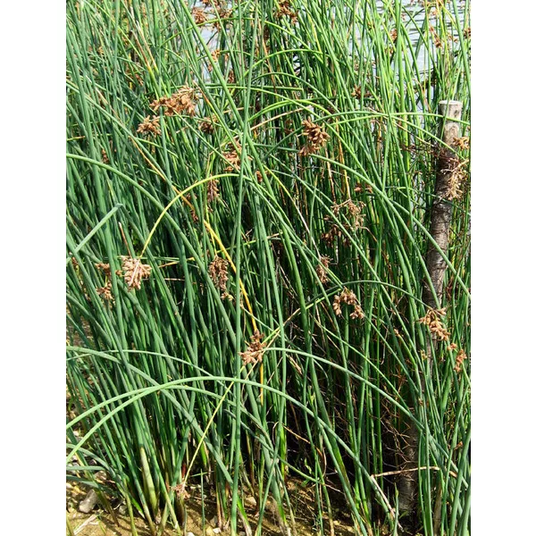 Tavi kaka Schoenoplectus lacustris