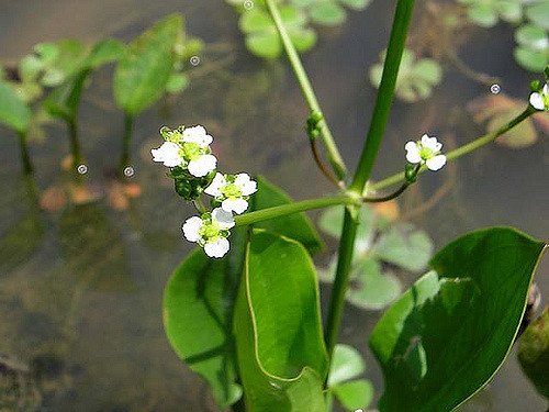 Vizi hidor Alisma plantago aquatica